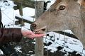 Bayerwald Tierpark_18